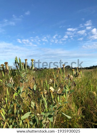 photo in the amazon countryside with blue sky and a dandelion tree
