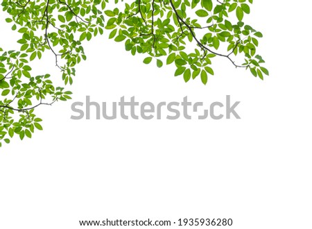 Tree Leaf Frame On White Background Royalty-Free Stock Photo #1935936280