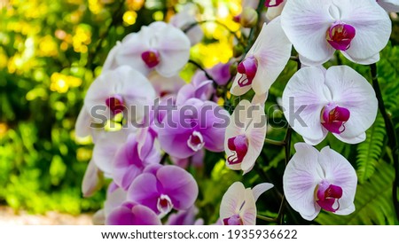 Orchid garden. Orchidaceae. orchids are available in purple, white. Beautiful flower garden. beautiful orchids. Chiang Rai, Thailand. white and purple flower. Phalaenopsis Orchids.