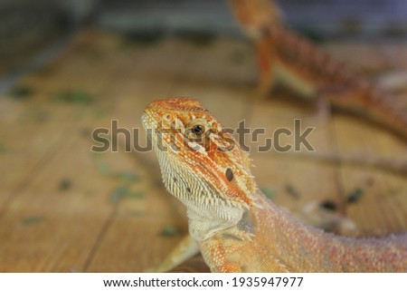  a cute bearded Dragon's on wooden table