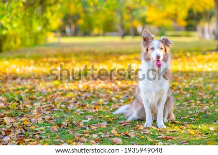 Border collie dog sits at autumn park and looks at camera. Empty space for text