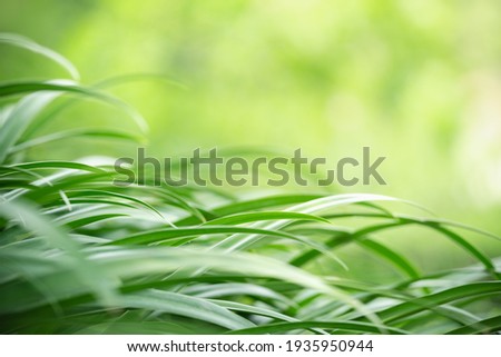 Abstract blurred of green leaf nature using as background natural plants, ecology wallpaper page concept.
