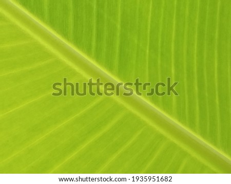 Top veiw, Abstract blurred background of banana leaf green colour for stock photos or design