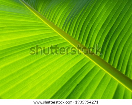 Abstract blurred background of banana leaf green colour, Top veiw