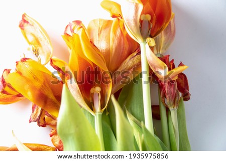 wilted tulips on a white background