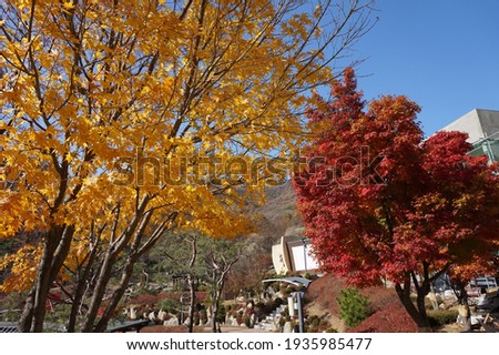 This is a picture of a maple tree in Korea.