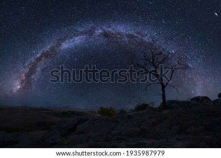 Night landscape with lonely tree in steppe and milky way in sky