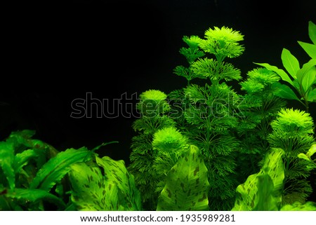 Aquascape. Kabomba fluffy bright green aquarium plant that creates dense thickets under water in the background of a tropical aquarium. Copy space. Close-up. Photo of aquarium plants. Space for text.