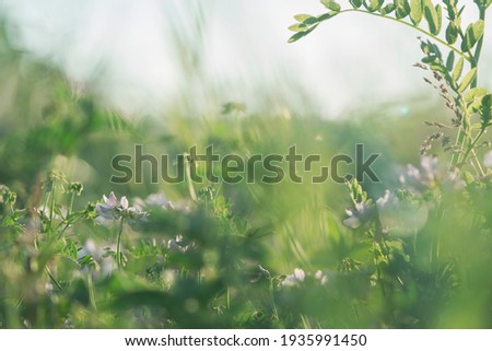 Beautiful green grass and flowers on field at summer day at sunlight. Green meadow fresh springtime landscape, nobody, tranquil scene