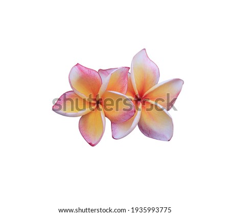 Plumeria, Frangipani, Temple tree,  Close up beautiful pink-yellow plumeria flowers bouquet isolated on white background. Close up tropical flower.