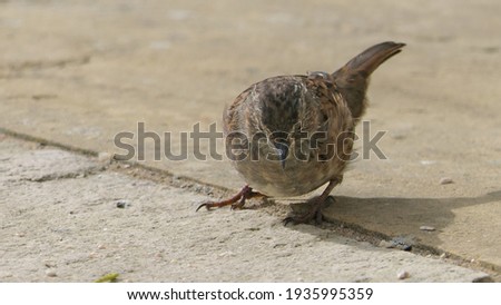 Dunnock searching for food on the ground