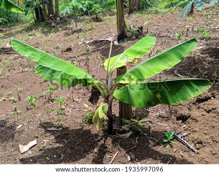 Young banana tree in the garden aged 3 months with a height of 35 cm