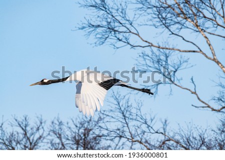 Japanese crane in Tsurui viillage