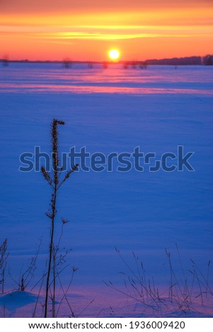 silhouettes of dry grass at sunset in a snowy field