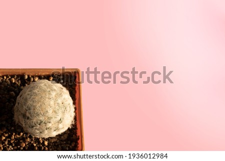 Image of Topview White cactus isolated in potted on pink pastel background with sunlight at upper right corner.The photo with copyspace for put text or use for background,wallpaper,banner concept.