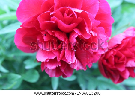 Red pink peony on the green background gardening flower growing spring.