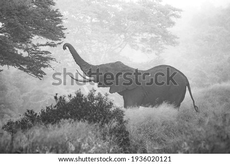 Black and white elephant reaching for food in the morning