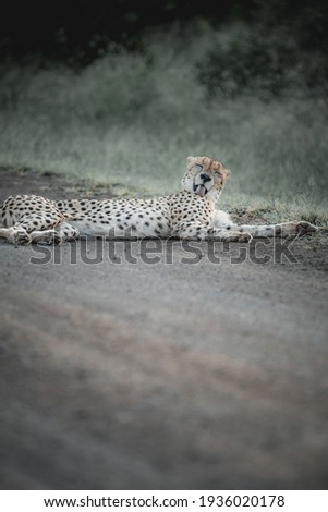Resting cheetah on the road 