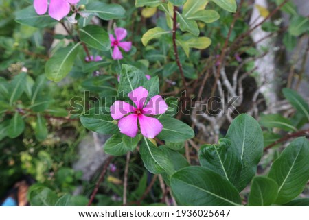 Tapak dara  (atharanthus roseus (L.))
Tapak virgin is an annual shrub native to Madagascar, but has spread to various other tropical regions. The scientific name is Catharanthus roseus (L.)