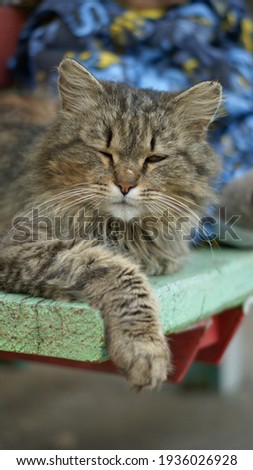 Street cat with closed eyes
