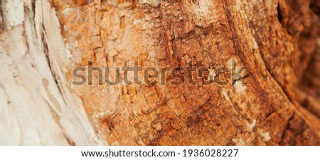 Rotten wood texture. Rotten tree close-up and its rotten fragments.