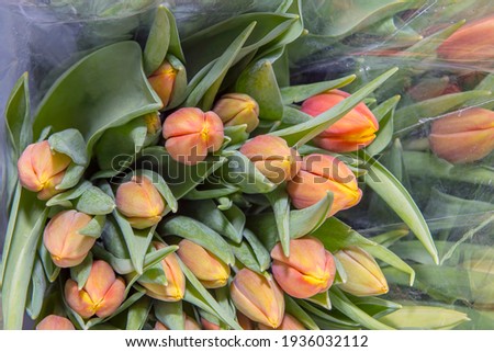 Colorful bouquets of tulips in a package, ready for sale. Spring flowers. Close up.  