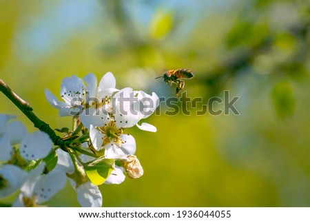 A flying bee pollinates white flowers of the apple blossoms in Spring. Blurred nature background.