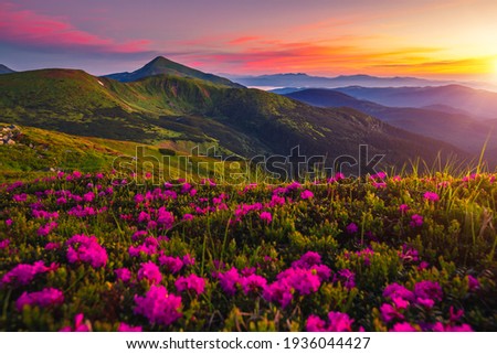 Incredible summer sunset with pink rhododendron flowers. Location place Carpathian mountains, Ukraine, Europe. Vibrant photo wallpaper. Image of exotic landscape. Discover the beauty of earth. Royalty-Free Stock Photo #1936044427