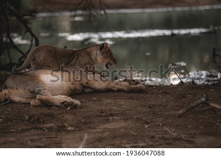 Lion cub playing in the afternoon 