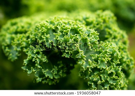 Fresh young green kale (curly kale) leaves in the garden. Macro photo of the ornamental kale, cabbage, lettuce leaf in the spring or summer Royalty-Free Stock Photo #1936058047