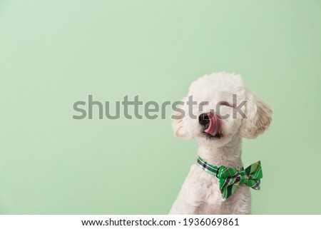Cute dog with green bowtie on color background. St. Patrick's Day celebration