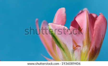 Macro photography of a pink tulip on blue background for banner, large format