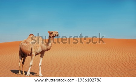  A lonely camel in the desert                               Royalty-Free Stock Photo #1936102786