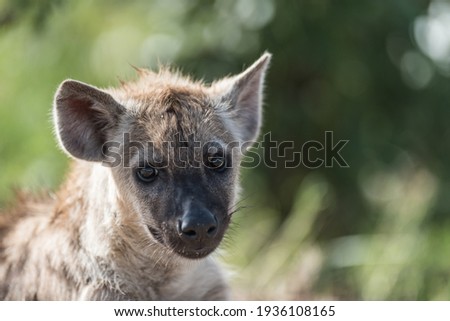 Closeup of a little Spotted Hyena cub's face looking into the camera with a blurred green background, Kruger National Park.
