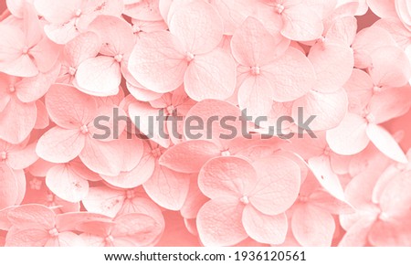 Delicate natural floral background in light pink pastel colors. Hydrangea flowers in nature close-up with soft focus. Royalty-Free Stock Photo #1936120561