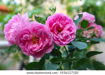Organic​ rose​ in​ my​ garden​ 