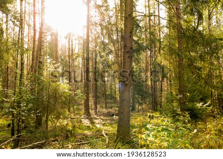 Sun shines through the autumn forest Royalty-Free Stock Photo #1936128523