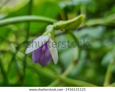 long bean flower on green background