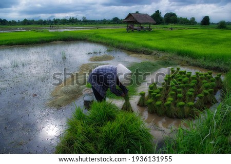 Asia farmers grow rice using the traditional organic method without chemicals in the rainy season. Asian farmer working on rice field outdoor in Agricultural of Asia Worker in rural work in farm