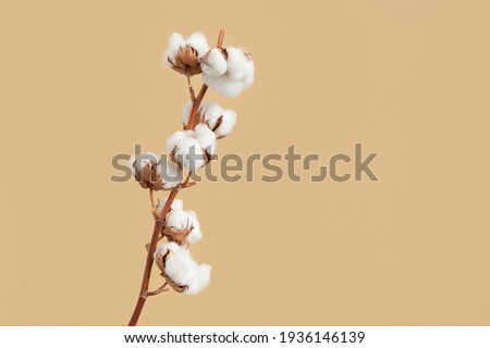Branch with white fluffy cotton flowers on beige background flat lay. Delicate light beauty cotton background. Natural organic fiber, agriculture, cotton seeds, raw materials for making fabric Royalty-Free Stock Photo #1936146139