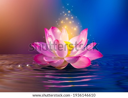 lotus Pink light purple floating light sparkle purple background Royalty-Free Stock Photo #1936146610