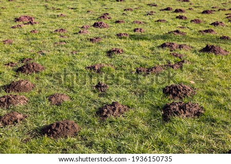 Many molehills in a meadow Royalty-Free Stock Photo #1936150735
