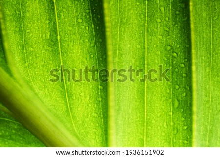 beautiful fresh green spathifyllum leaves macro close-up image