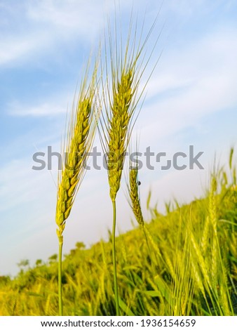 Landscape of grain Field.Wheat ear in grain Field. Wheat grain Field against cloudy sky. Wheat ear close up.Golden ears of wheat in the field. natural picture.Golden, ripe grain against blue sky.