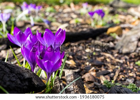 Blooming crocuses in the springtime in the sunshine