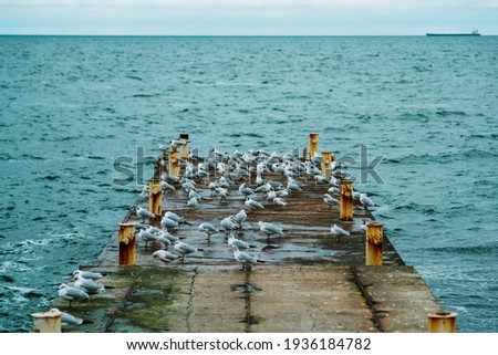 birds on the pier. black sea in winter. 