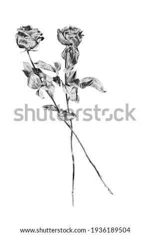 Two silver rose flowers white background isolated close up, black and white long stem roses bouquet, beautiful shiny gray metal flower and leaves, decorative floral design element, vintage decoration
