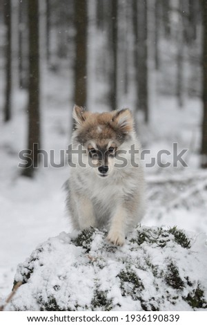 Portrait of a young puppy Finnish Lapphund dog in winter season