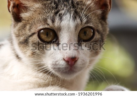 India, 11 March, 2021 : Closeup of kitten, kitten background. Adorable kitten.