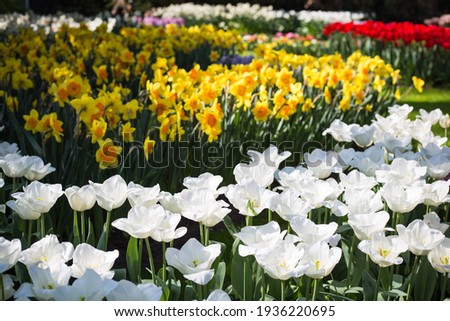 flower beds with bright yellow daffodils in the park in contrasting light